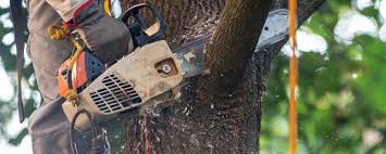 Best Tree Trimming and Pruning  in Wathena, KS