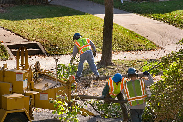 How Our Tree Care Process Works  in  Wathena, KS